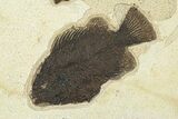 Plate of Three Fossil Fish (Cockerellites & Knightia) - Wyoming #292379-1